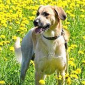 Herdenschutzhund Sabo sucht Zuhause