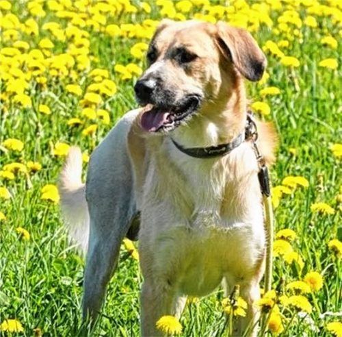 Sabo wünscht sich sehnsuchtsvoll eine neue Familie. Foto re