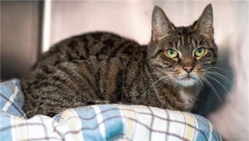 Sieben Fundtiere, darunter fünf Katzen, versorgte der Tierschutzverein Rosenheim im Jahr 2024. Pro Tier zahlte die Gemeinde über die Fundtierpauschale 531 Euro. Foto dpa