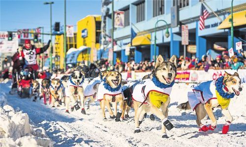 Startschuss in Anchorage: Zum härtesten Hundeschlitten-Rennen der Welt kommen unzählige Fans. Fotos Visit Anchorage/jody O. Photos, Albert Marquez, Myrna Jensen