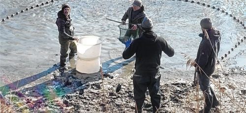 500 Kilogramm Fische retteten die Helfer vom Kreisfischereiverein aus der Restwasserfläche des Inns bei Pfaffenhofen. Foto Kreisfischereiverein