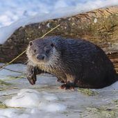 Fischotter: Die nächste Klage droht