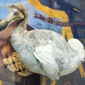 Gentechnik als Antwort auf das Artensterben