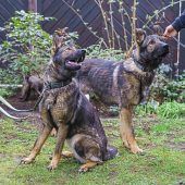 Hunde aus Hessen jagen Nashorn-Wilderer