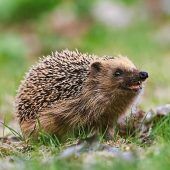 Die ersten Igel sind erwacht