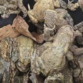 Vorsicht: Kreuzende Kröten auf den Straßen