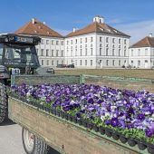 Ein Bulldog voller Blumen