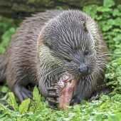 Der Fischotter spaltet Bayern