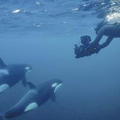 Sarahs blaues Wunder