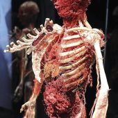 Körperwelten zurück in München