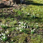 Frühe Boten des Frühlings