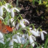 Tierischer Besucher im frühlingshaften Garten