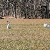Ein Dutzend Schwäne auf der Wiese