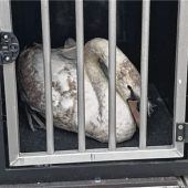 Schwan verirrt sich im Krankenhaus: Feuerwehr als Nothelfer