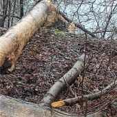 Des Bibers Werk weckt poetische Ader