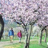 Alles rosa! Zur Mandelblüte in die Pfalz