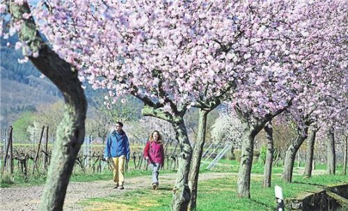 Alles in Rosa: Wenn die Mandelbäume blühen, beginnt in der Südpfalz eine besondere Zeit (gr. F.). Die Schalen verschiedener Sorten (re. F.).