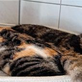 Amy und Alischa hoffen auf Familienanschluss