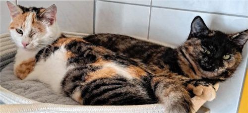 Amy ist die dunkle Schildpattkatze und Alischa die dreifarbig-weiße Katze. Foto  re