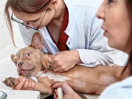 Auch in den sozialen Netzwerken wird auf die Situation der tiermedizinischen Fachkräfte aufmerksam gemacht. Foto IMAGO