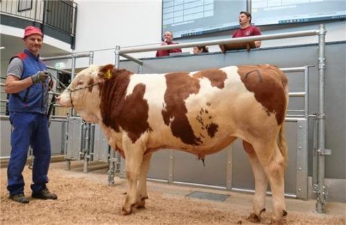 Bereits mit einem Alter von elf Monaten konnte Hans Schederecker aus Zelln, Gemeinde Schnaitsee, diesen sehr gut entwickelten Ischgl-Sohn aus dem Zuchtbetrieb Hubert Hartl aus Bürghub, Seeon, am Markt anbieten. Foto rinderzuchtverband traunstein