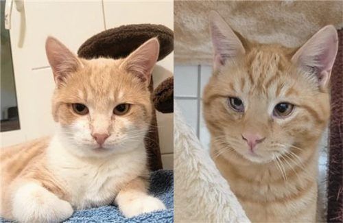 Caramelo (links) und sein Bruder Camillo wünschen sich ein gemeinsames Zuhause. Foto re