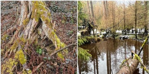 Damit müssen private Waldbesitzer leben: Durch den Torfabbau sank der Grundwasserspiegel, sodass die Wurzeln mancher Bäume in der Luft hängen. Durch die Wiedervernässung oder auch Biberdämme (rechts) stehen sie förmlich im Wasser.