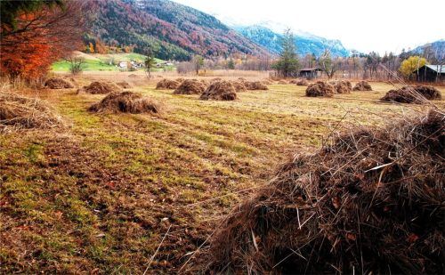 Dank der Landschaftspflege hat sich am Bärnsee ein vielfältiger und artenreicher Lebensraum entwickelt. Foto Hötzelsperger