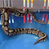 Schreck für Lkw-Fahrer an Rastanlage: Exot in der Mülltonne