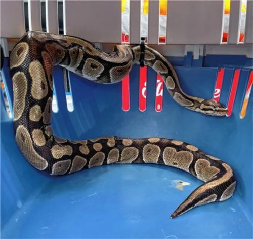 Das prächtige Tier erholt sich nach der Rettung durch die Feuerwehr Bernau in einer Transportbox. Foto Feuerwehr Bernau