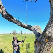 Ahornbaum mutwillig zerstört