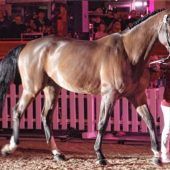 Pferde-Auktion erzielt Millionen-Erlös