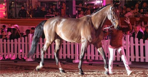 Der siebenjährige Wallach Karl aus dem bisherigen Besitz von Gugler Horses in Pfungstadt wurde für 137000 Euro, den Spitzenpreis des Abends, versteigert. Foto Zandl