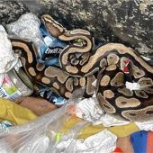 Königspythonim Müll entdeckt