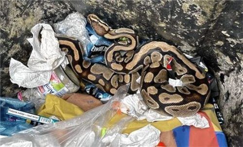 Die prächtige Schlange, im Müll entsorgt.