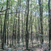 Fördermöglichkeiten für Waldbauern
