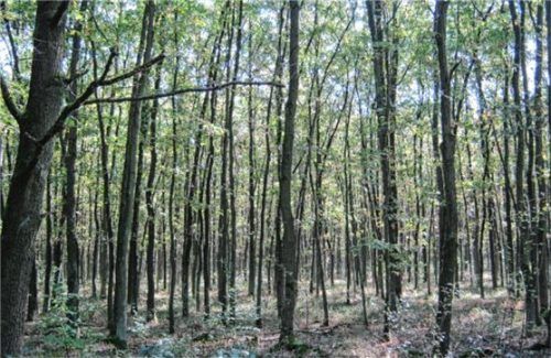 Eichen sind widerstandsfähig gegenüber Trockenheit und Stürmen, was sie zu einer attraktiven Wahl für Wiederaufforstungsprojekte macht.