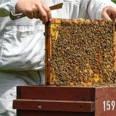 „Wer die Biene ehrt, ehrt die Natur –wer die Natur ehrt, ehrt das Leben“