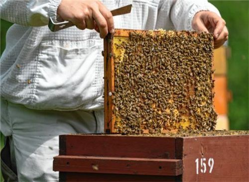 Ein Imker kontrolliert seine Bienenkästen. Foto dpa