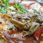 Amphibien brauchen unseren Schutz