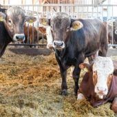 „Zukunftsorientierte Rindermast“