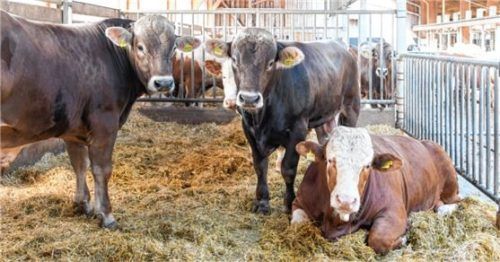 Eine zukunftsorientierte Rindermast steht im Mittelpunkt des Infotags in Grub. Foto Tobias Hase, LfL