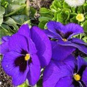 Der Frühling ist da – und das sichtbar