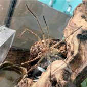Riesen-Spinne in Supermarkt entdeckt