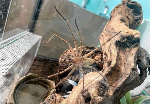 Im Tierheim Rosenheim hat Gustav es sich inzwischen bequem gemacht. Foto Tierschutzverein Rosenheim/Bruckner