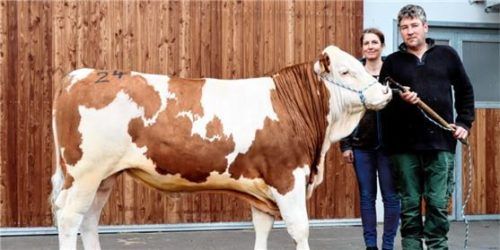 Irmingard und Johann Hochwind mit dem Rekord-Stier des jüngsten Zuchtviehmarkts in Miesbach. Foto RE