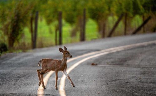 Laut dem Deutschen Jagdverband belegt das Reh im Jahresverlauf den traurigen Spitzenplatz mit insgesamt 48 Prozent aller gemeldeten Wildunfälle. Foto  dpa