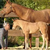 Da wiehert nicht der Schimmel