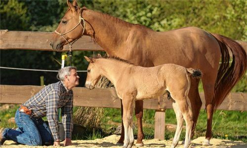 Selbst ein humorvoller Mensch, bringt Bernd Hackl die Geschichten rund um die Pferde, ihre Besitzer und deren Eigenheiten spitzbübisch und mit viel Menschelndem auf die Bühne. Foto 7P-HORSES GmbH & Co. KG