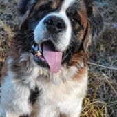 Sensibles Kraftpaket sucht Anschluss